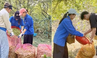 Thanh niên Sơn La 'giải cứu' vườn mận sau mưa đá