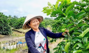 Những người giữ đất để nông sản Việt vươn xa