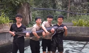 Cá tầm 'khổng lồ' xuất hiện ở Hà Nội, đấu giá hơn 100 triệu đồng