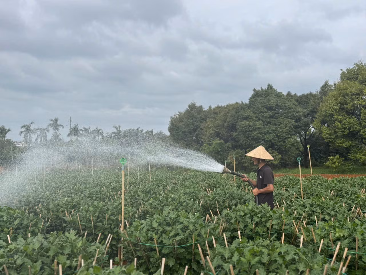 tuoi-nuoc-1.jpg