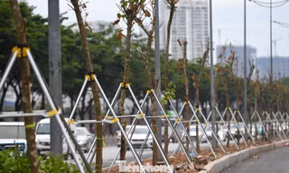Cận cảnh hàng trăm cây Chiêu Liêu trên cống hộp ở Hà Nội