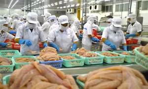 Biến bùn thải từ chế biến cá tra thành phân bón hữu cơ