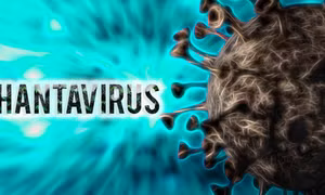 Bộ Y tế thông tin về virus Hanta gây bệnh nặng lây từ chuột sang người