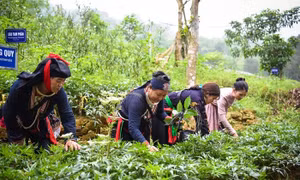 Y học cổ truyền cần trở thành sức mạnh mềm quốc gia