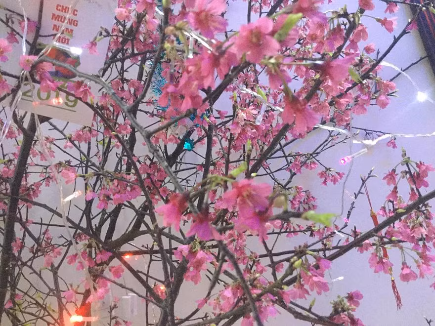 Rực rỡ đào Chuông xứ Lạng .Ảnh: Duy Chiến