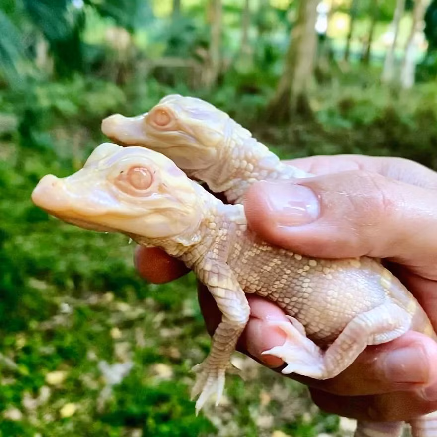 Hai con cá sấu bạch tạng sơ sinh.