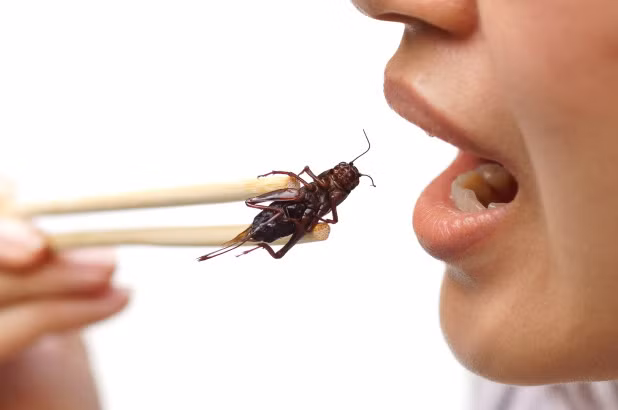 Ăn dế có thể tác động tích cực đến đường ruột, giảm viêm và ung thư.
