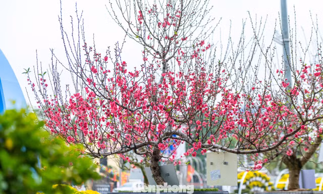 Lên xứ Lạng ngắm hoa hậu đào