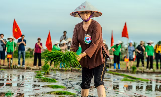 Xem phụ nữ Quảng Ninh cấy lúa thoăn thoắt