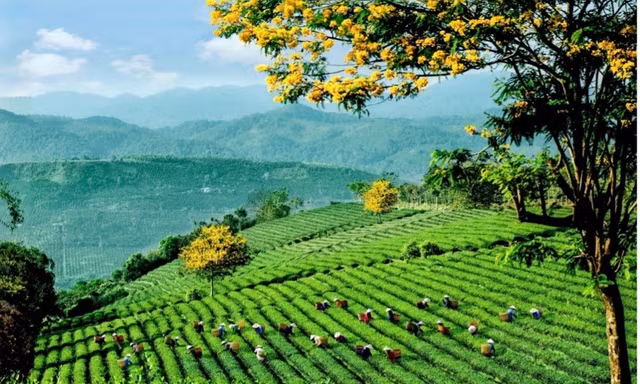 Lễ hội trà quốc tế 2025 - chuỗi hoạt động độc đáo kết nối văn hoá và động lực phát triển ngành trà 