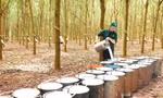 Cao su Bà Rịa chuyển mình mạnh mẽ để phát triển bền vững