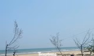 Cứu rừng phòng hộ ven biển sau bão