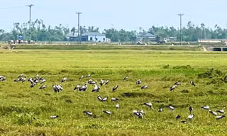 Đàn chim lạ hàng trăm con xuất hiện dày đặc ở Hà Tĩnh