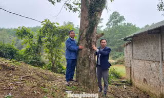 Giữ 'trầm tổ' tiền tỷ giữa miền sơn cước 