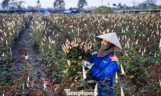 Người dân vựa hoa Đông Cương thức đêm thắp đèn, cứu hoa khỏi rét