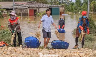 Lão nông trắng tay khi đàn vịt hàng vạn con bị lũ nhấn chìm