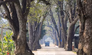 Tận thấy hàng cây di sản trăm năm tuổi ở xứ Thanh
