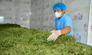 Nông dân Thanh Hóa giàu lên nhờ rau má