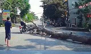 Người đàn ông đi đường bị cây gỗ đè tử vong
