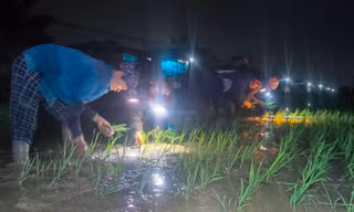 Chong đèn cấy lúa xuyên đêm để tránh nắng bỏng rát ban ngày