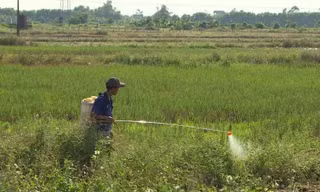 Bờ ruộng cháy vàng vì thuốc diệt cỏ: Người dân bất an, chính quyền cảnh báo