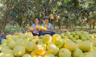 Bưởi Phúc Trạch loài quả đặc sản tại Hà Tĩnh.