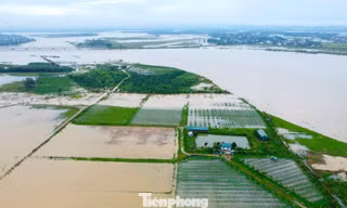 Bị bão quét sạch hoa màu, cả hợp tác xã trắng tay