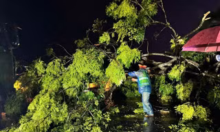 Người đàn ông tử vong do cây phượng gãy đổ trong mưa lớn