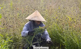 Loài cây giúp nông dân ở Nghệ An thoát nghèo