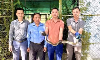 Trăn quý hiếm mắc lưới tại vườn nhà dân