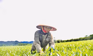 Loại cây giúp người dân vùng biên Hà Tĩnh thoát nghèo