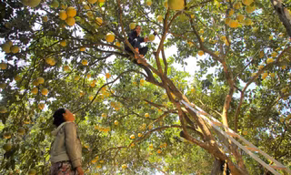 Loại cây xóa đói giảm nghèo ở vùng 'rốn lũ' Hà Tĩnh