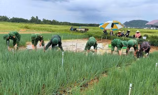 Vựa rau lớn nhất tỉnh Nghệ An ngập nặng, bộ đội cùng dân lội nước vớt vát mùa rau