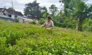 Cây dược liệu giúp bà con vùng cao thoát nghèo
