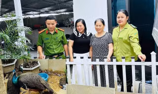 Nhặt được đôi chim quý bên đường, người phụ nữ thấp thỏm suốt nhiều đêm