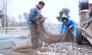 Ngư dân vươn khơi bám biển, kiếm thêm thu nhập dịp nghỉ lễ