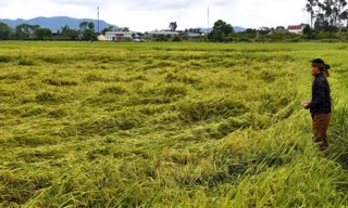  Mưa dông dồn dập làm lúa chín đổ rạp, nông dân lo mất trắng