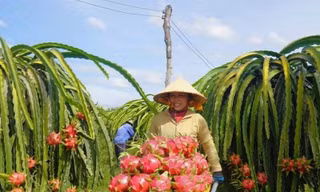 Sốt ruột vì nông sản Việt vào châu Âu 'tắc' mãi chưa thông 