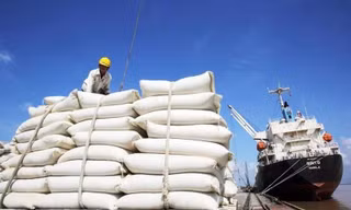 Gạo Việt ‘phanh gấp’ trước động thái cứng rắn của Philippines 