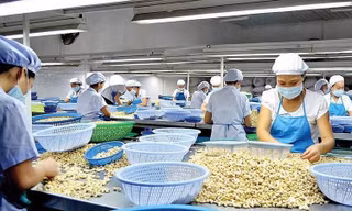 Lý do Trung Quốc rốt ráo gom mua hạt điều Việt Nam