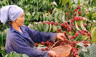 Cà phê soán 'ngôi vương' xuất khẩu 