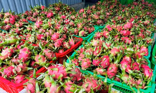 Đằng sau việc thanh long Việt Nam phụ thuộc một thị trường
