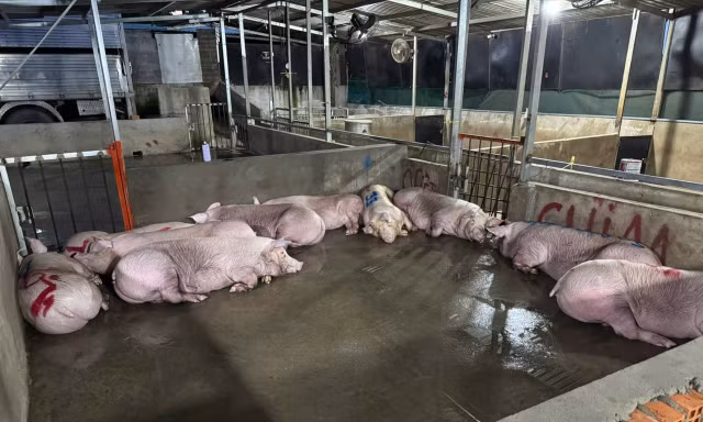 Liên tiếp phát hiện các điểm giết mổ trái phép ở TPHCM