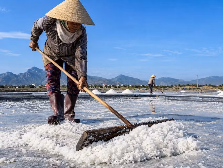 Diêm dân Ninh Thuận lao động trên cánh đồng muối