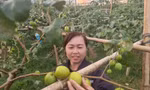 Người dân xã Đại Sơn thu hoạch táo.