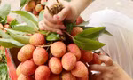Vải u trứng của anh Nguyễn Hữu Tuấn bán với giá 300.000 đồng/kg.