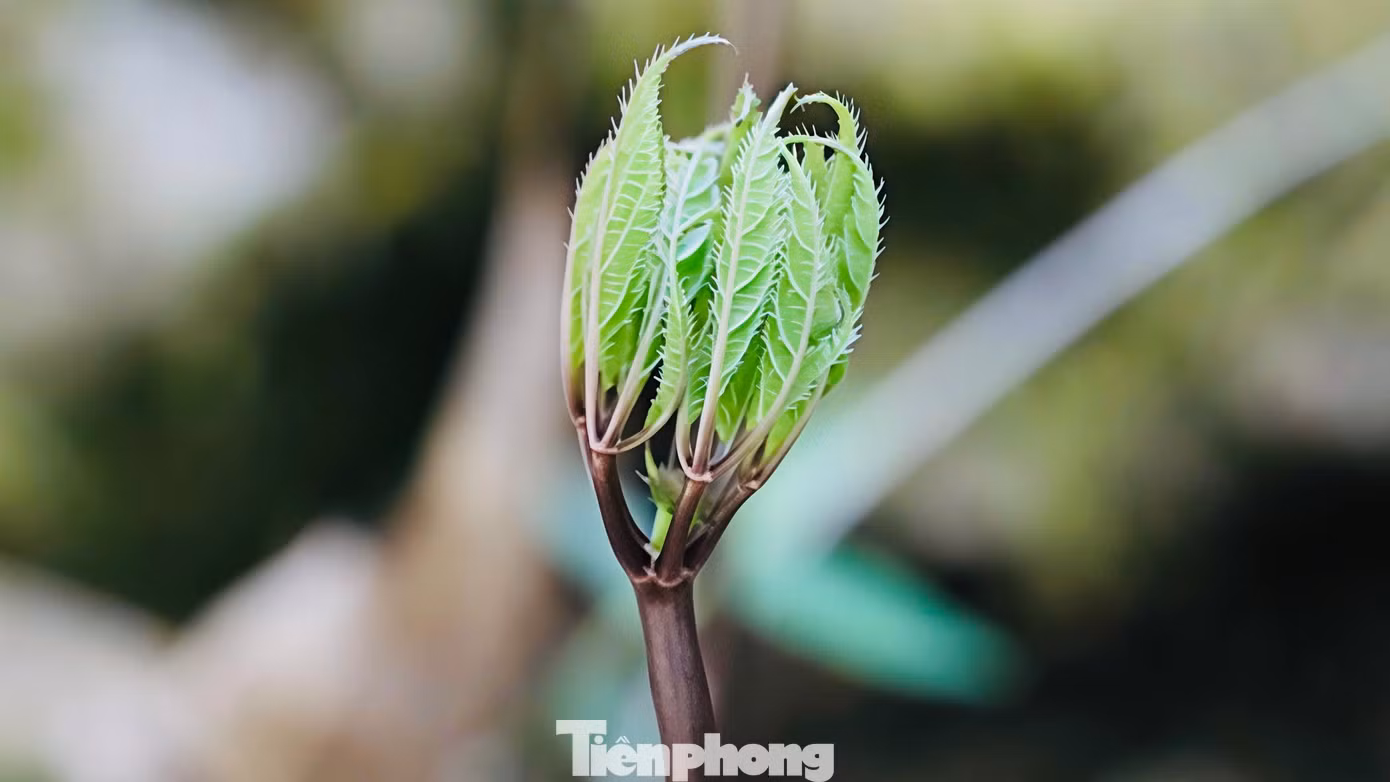 tp-c_a7c7fa5991ef1fb146fe.jpg