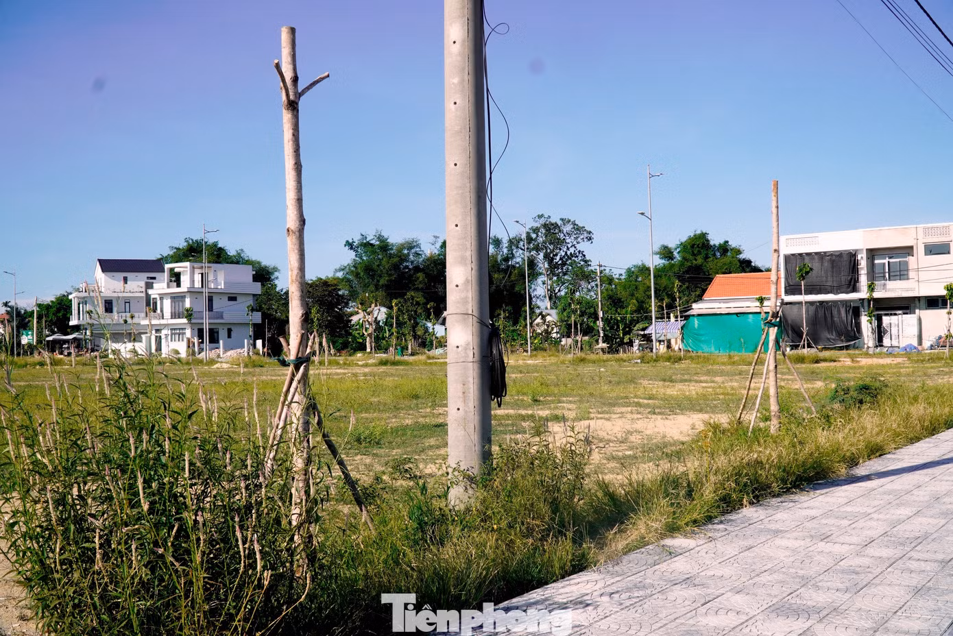 tp-c_5-cay-xanh-chet-hang-loat.jpg