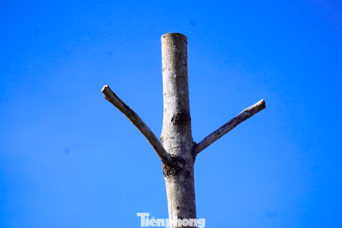 tp-c_3-cay-xanh-chet-hang-loat-3.jpg