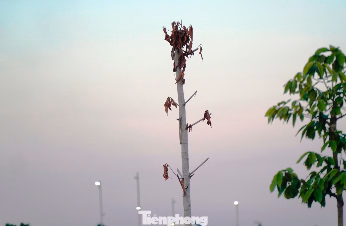 tp-c_3-cay-xanh-chet-hang-loat-2.jpg